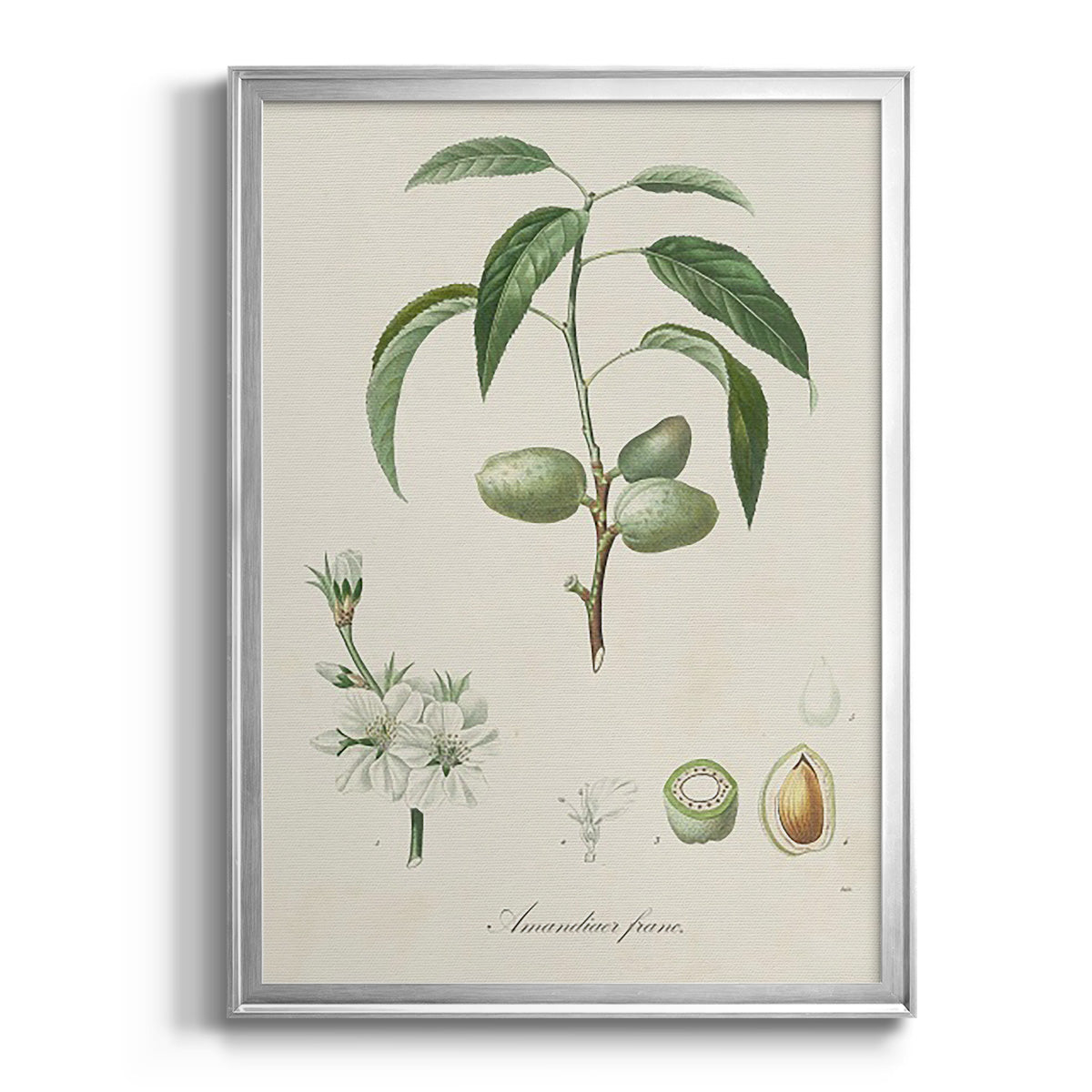 Antique Almond Botanical I - Modern Framed Canvas Print