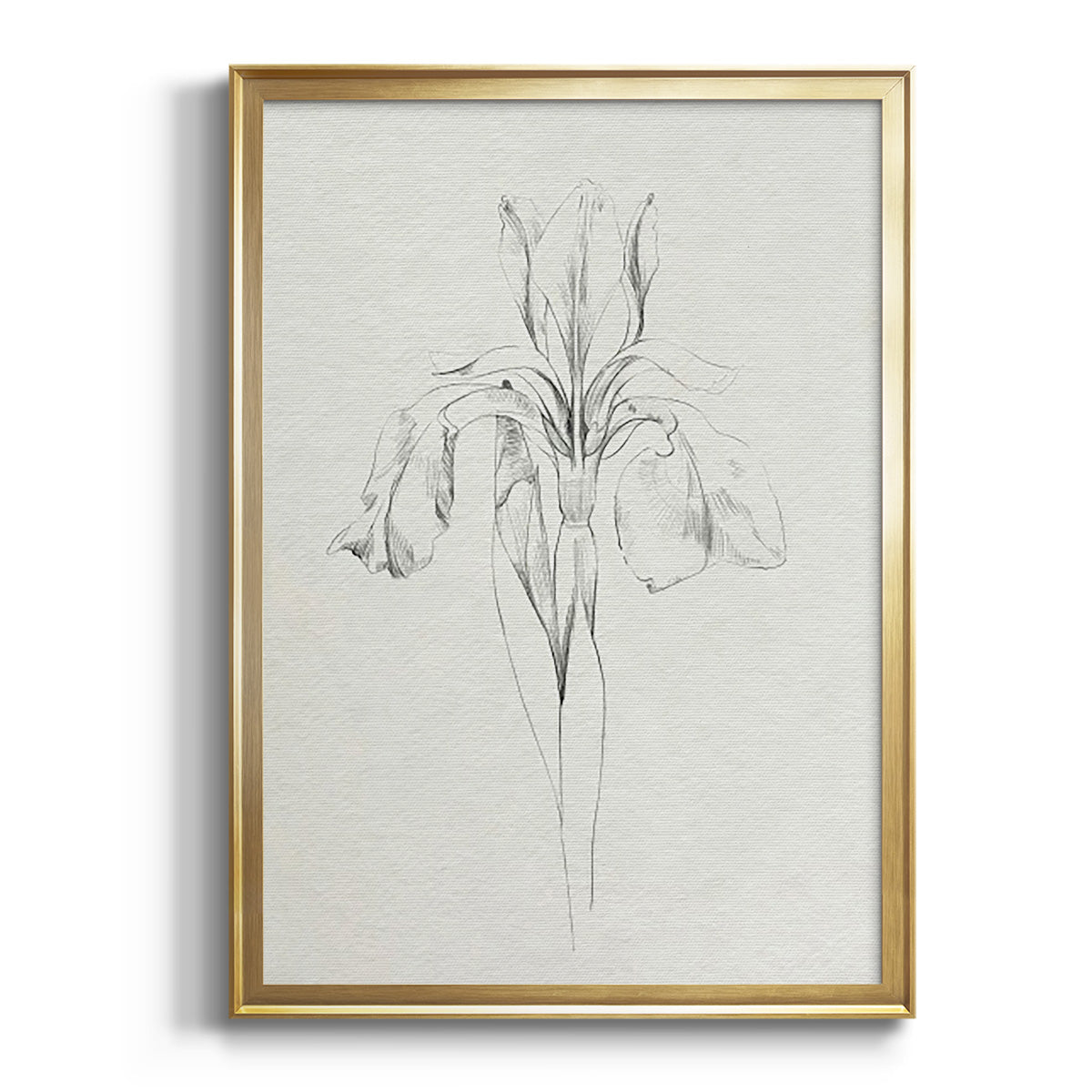 Neutral Iris Sketch I - Modern Framed Canvas Print