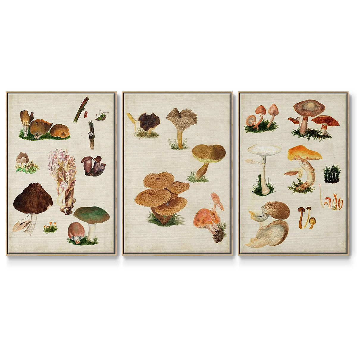 Mushroom Species I - Framed Premium Gallery Wrapped Canvas L Frame 3 Piece Set - Ready to Hang