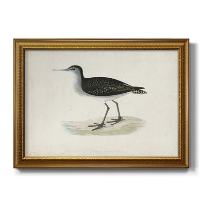 Morris Sandpipers VIII Premium Framed Canvas- Ready to Hang