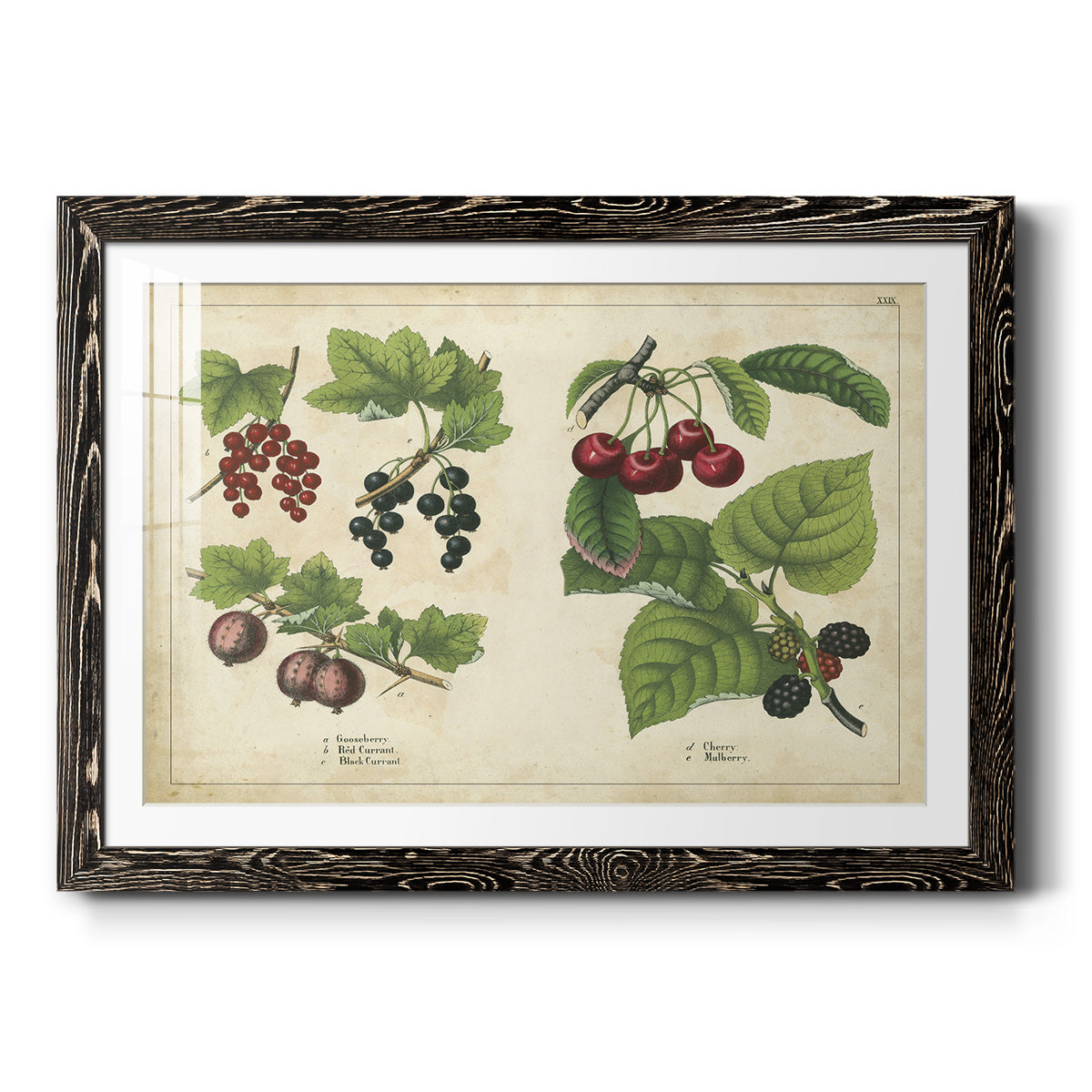 Kitchen Fruits III-Premium Framed Print - Ready to Hang