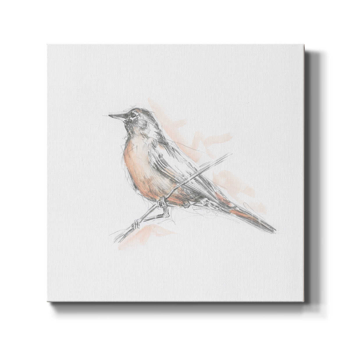 Robin Bird Sketch II - Canvas Art Print