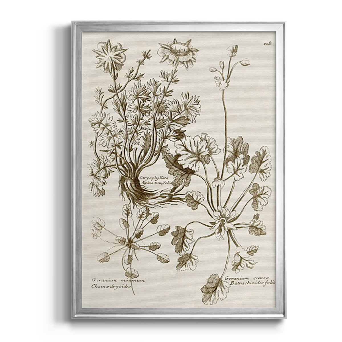 Sepia Botanical Journal IX - Modern Framed Canvas Print