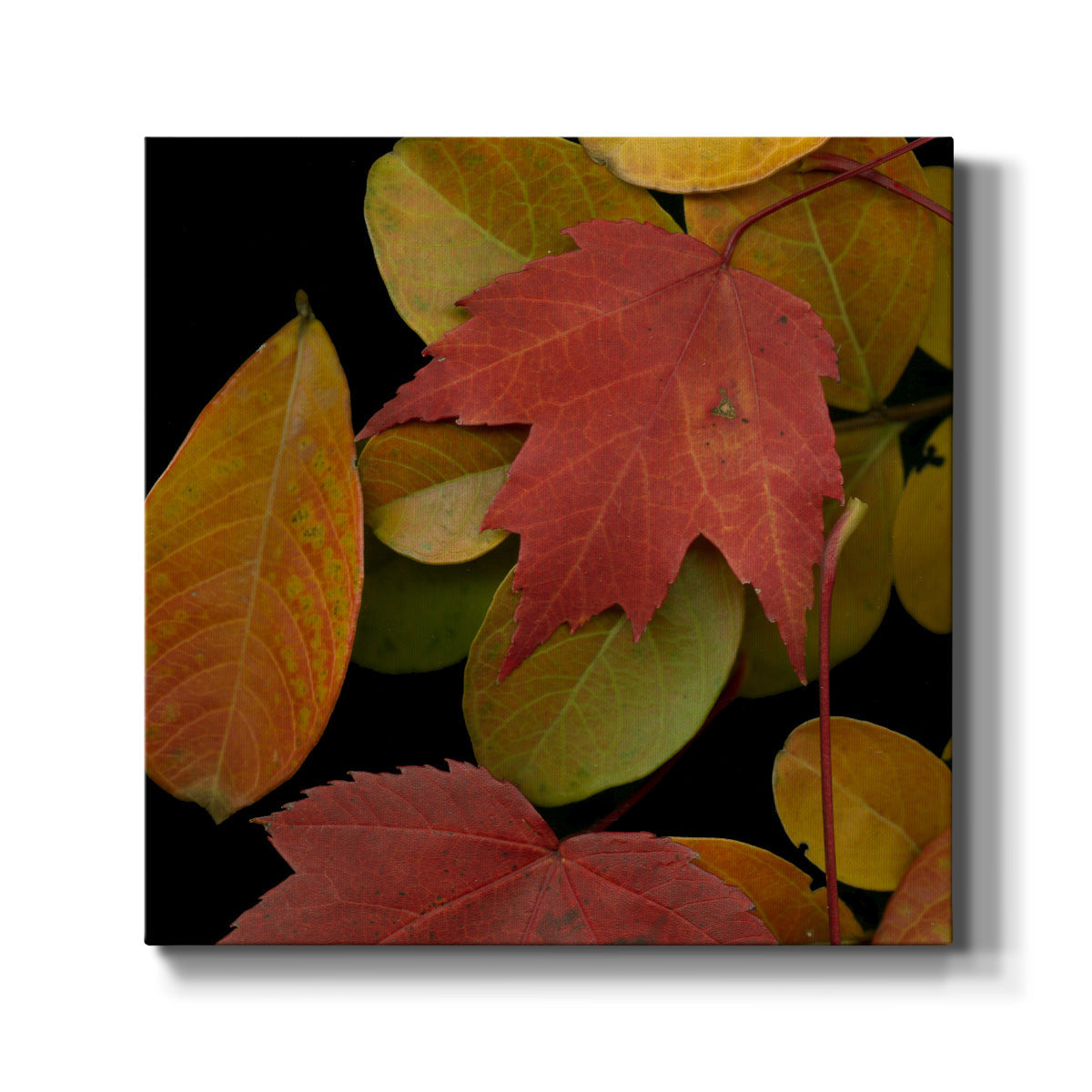 Small Vivid Leaves III (ST) - Canvas Art Print