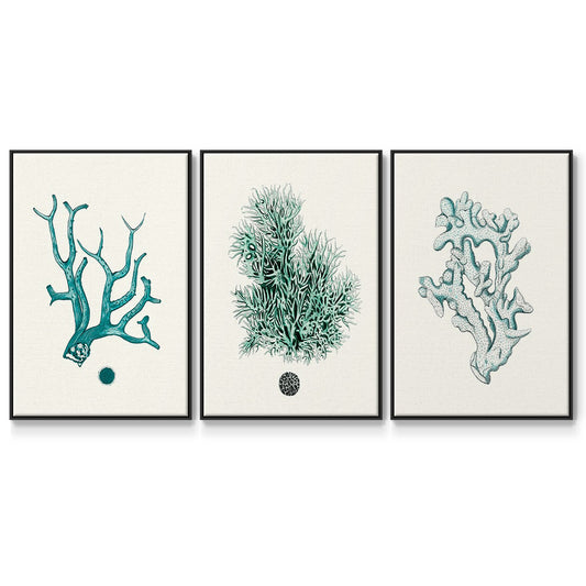 Antique Coastal Coral IV - Floater Framed Canvas Set