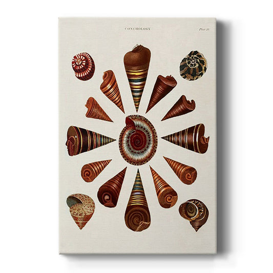 Spiral Shell Formation IV Premium Gallery Wrapped Canvas - Ready to Hang