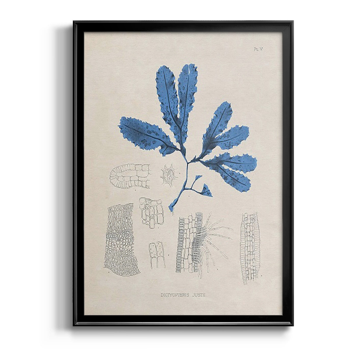 Blue Marine Algae VII - Modern Framed Canvas Print