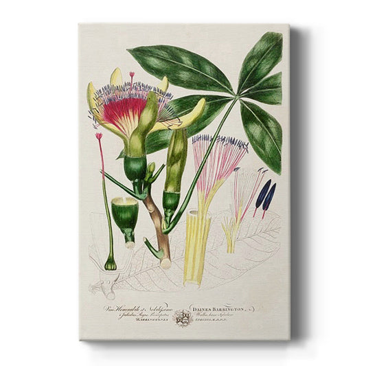 Imperial Tropical Botanical II - Canvas Art Print