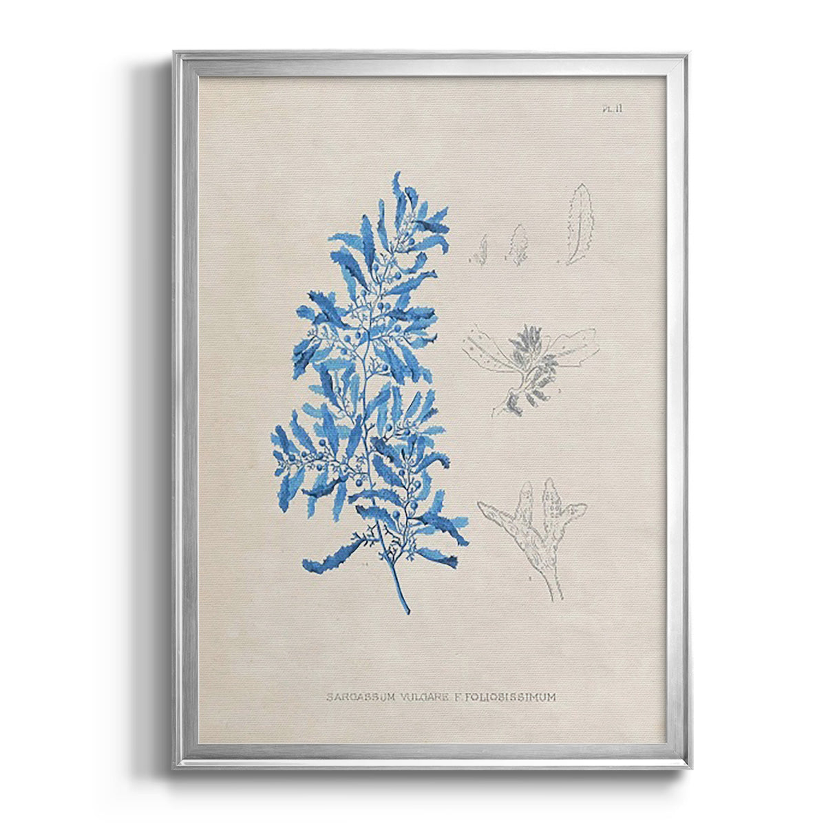 Blue Marine Algae VI - Modern Framed Canvas Print