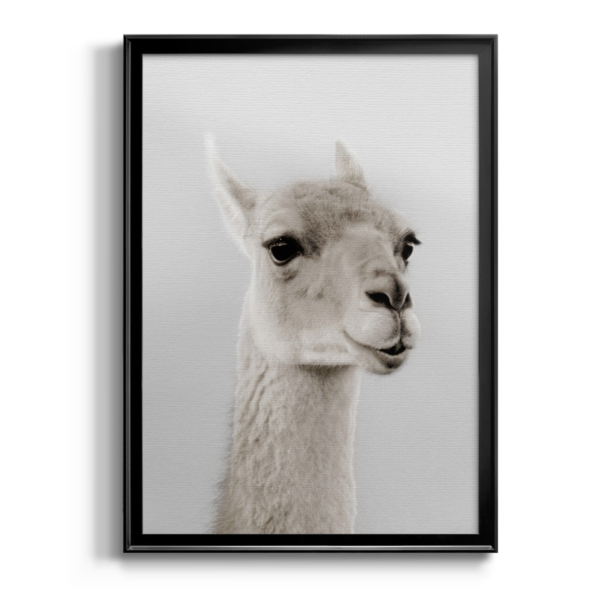 Soft Llama - Modern Framed Canvas Print