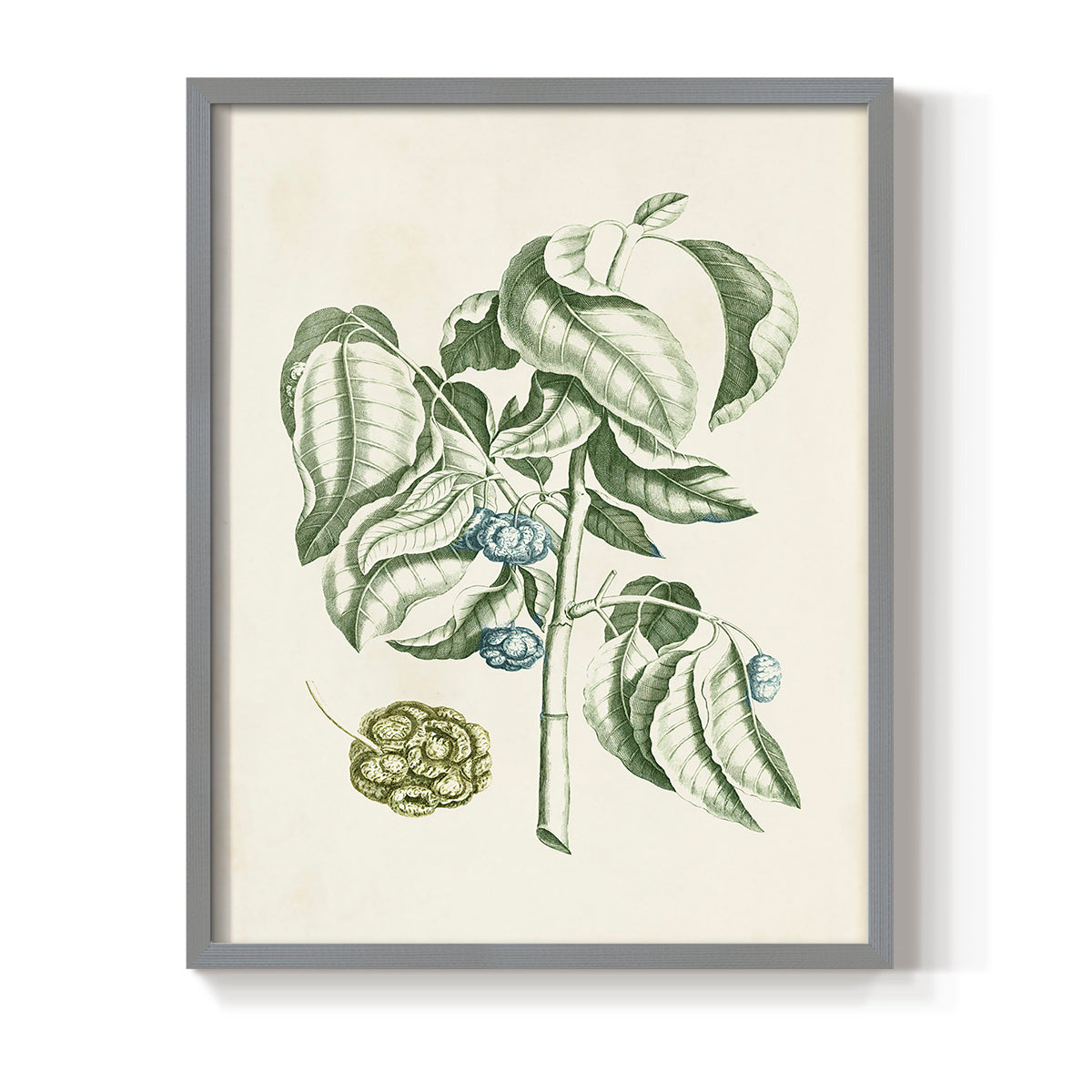 Buchoz Tropicals V - Restickable Framed Art Print