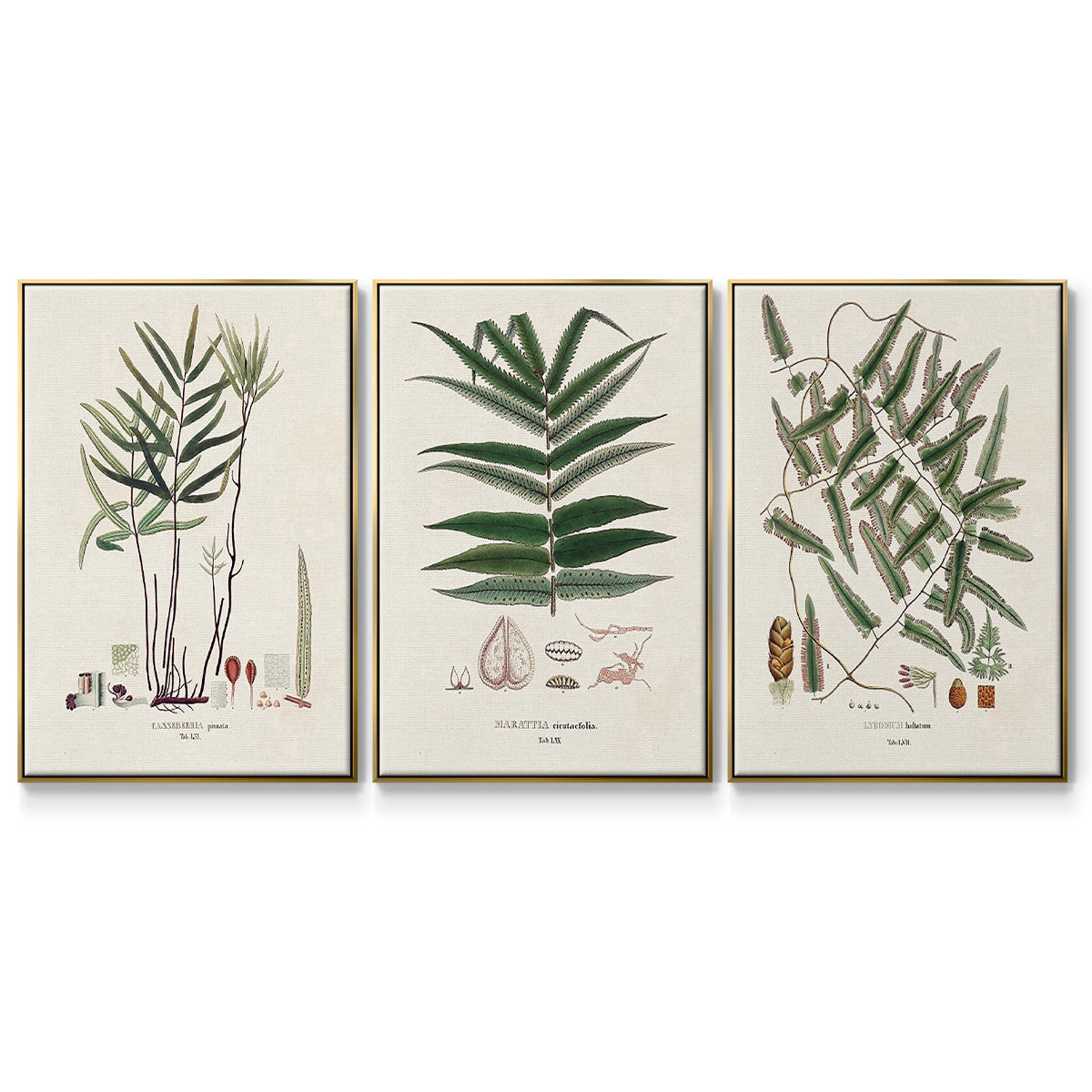 Botanical Society Ferns X - Framed Premium Gallery Wrapped Canvas L Frame 3 Piece Set - Ready to Hang