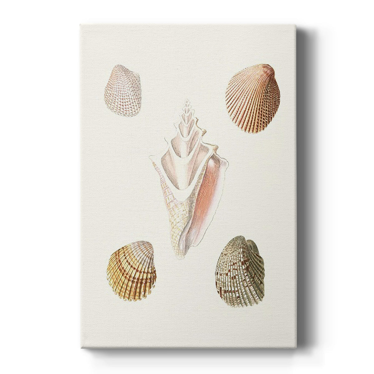 Pastel Knorr Shells IX - Canvas Art Print