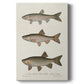 Species of Antique Fish IV Premium Gallery Wrapped Canvas - Ready to Hang