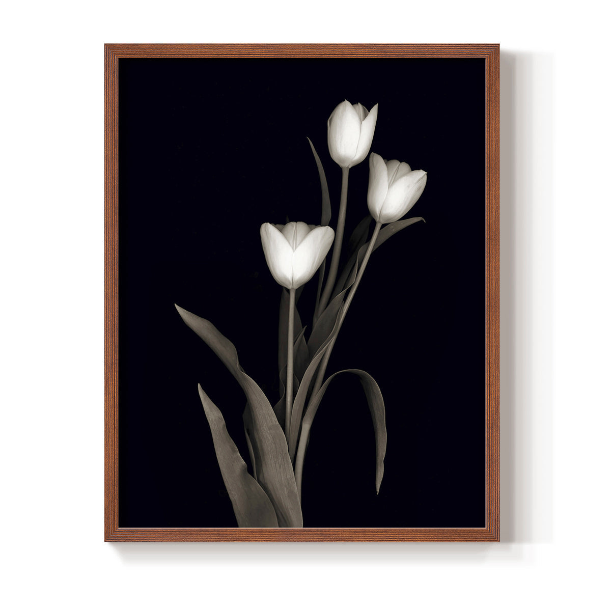 Tulip Pose I - Restickable Framed Art Print
