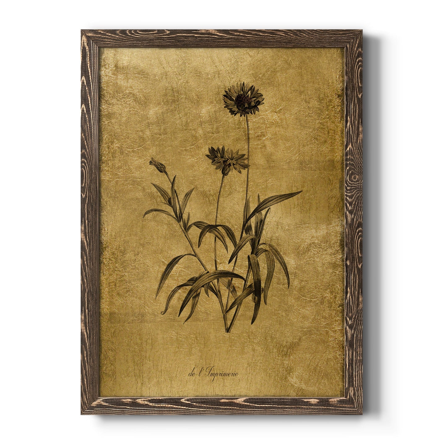 Gold Sketch Botanical I - Barnwood Framed Canvas Print