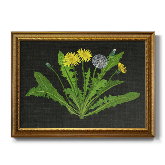 Wild Dandelion II - Ornate Framed Canvas Print