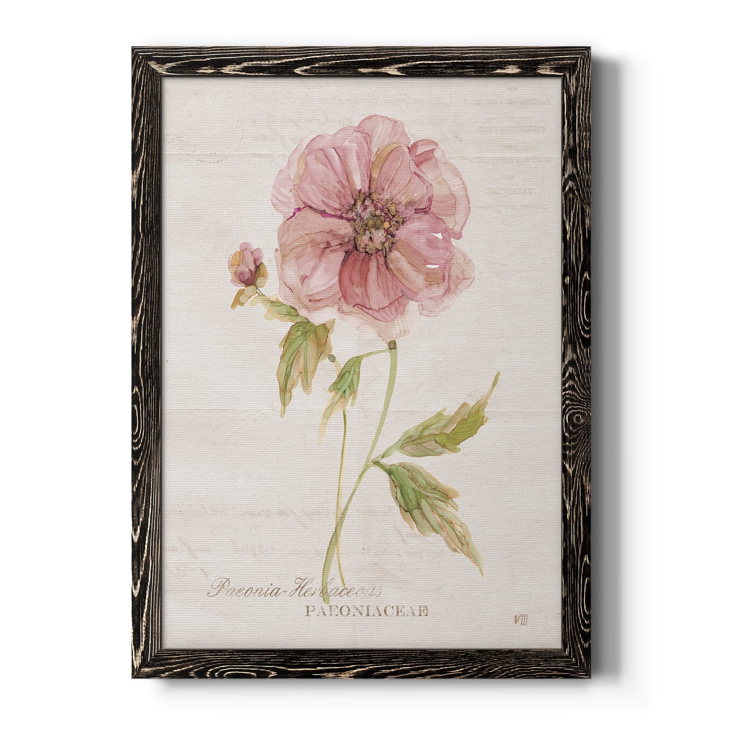 Soft Peony - Barnwood Framed Canvas Print