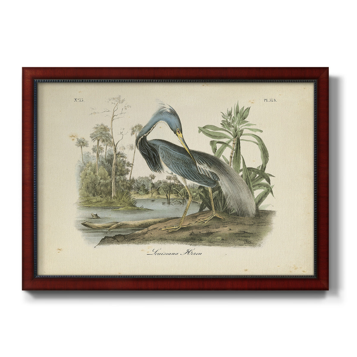 Audubons Louisiana Heron Premium Framed Canvas- Ready to Hang