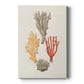 Knorr Shells & Coral IV Premium Gallery Wrapped Canvas - Ready to Hang