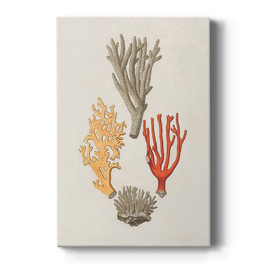 Knorr Shells & Coral IV - Canvas Art Print