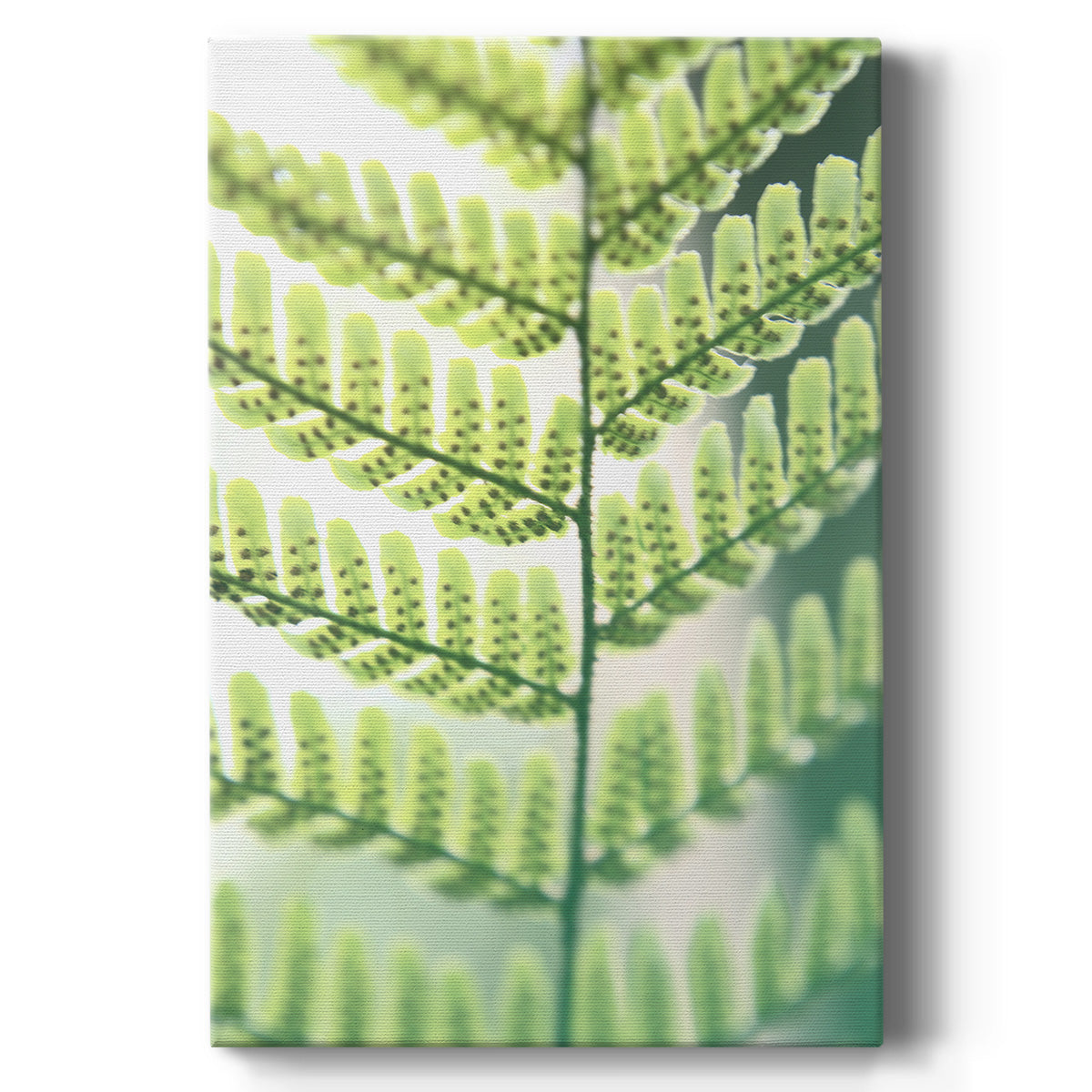 UA Fern Glow I Premium Gallery Wrapped Canvas - Ready to Hang