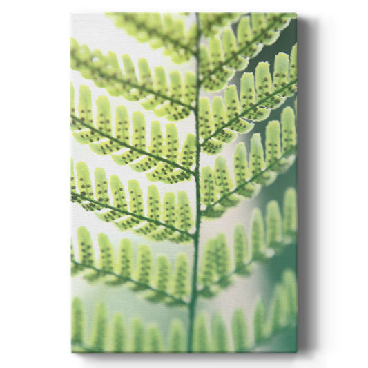 UA Fern Glow I - Canvas Art Print