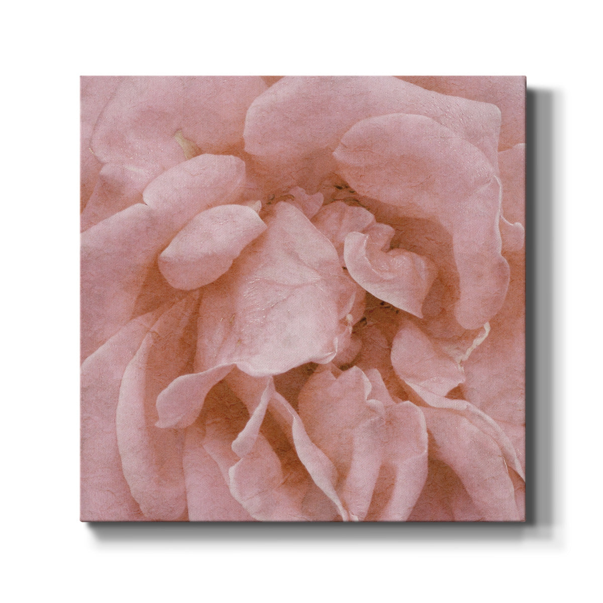 Wall Flower IV-Premium Gallery Wrapped Canvas - Ready to Hang