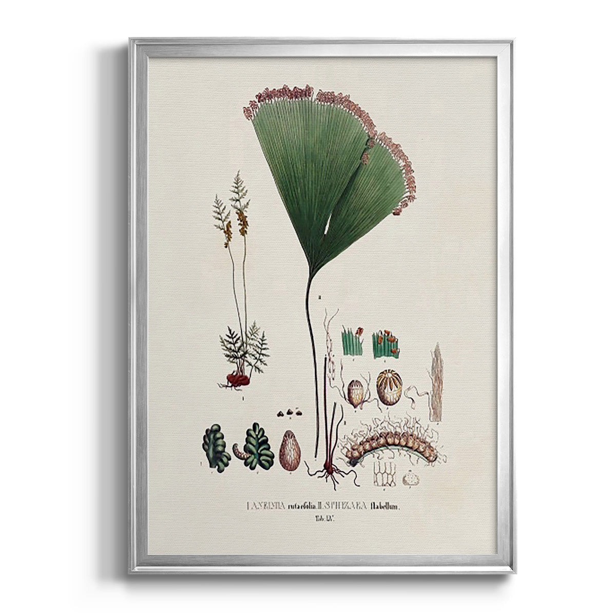 Botanical Society Ferns IX - Modern Framed Canvas Print