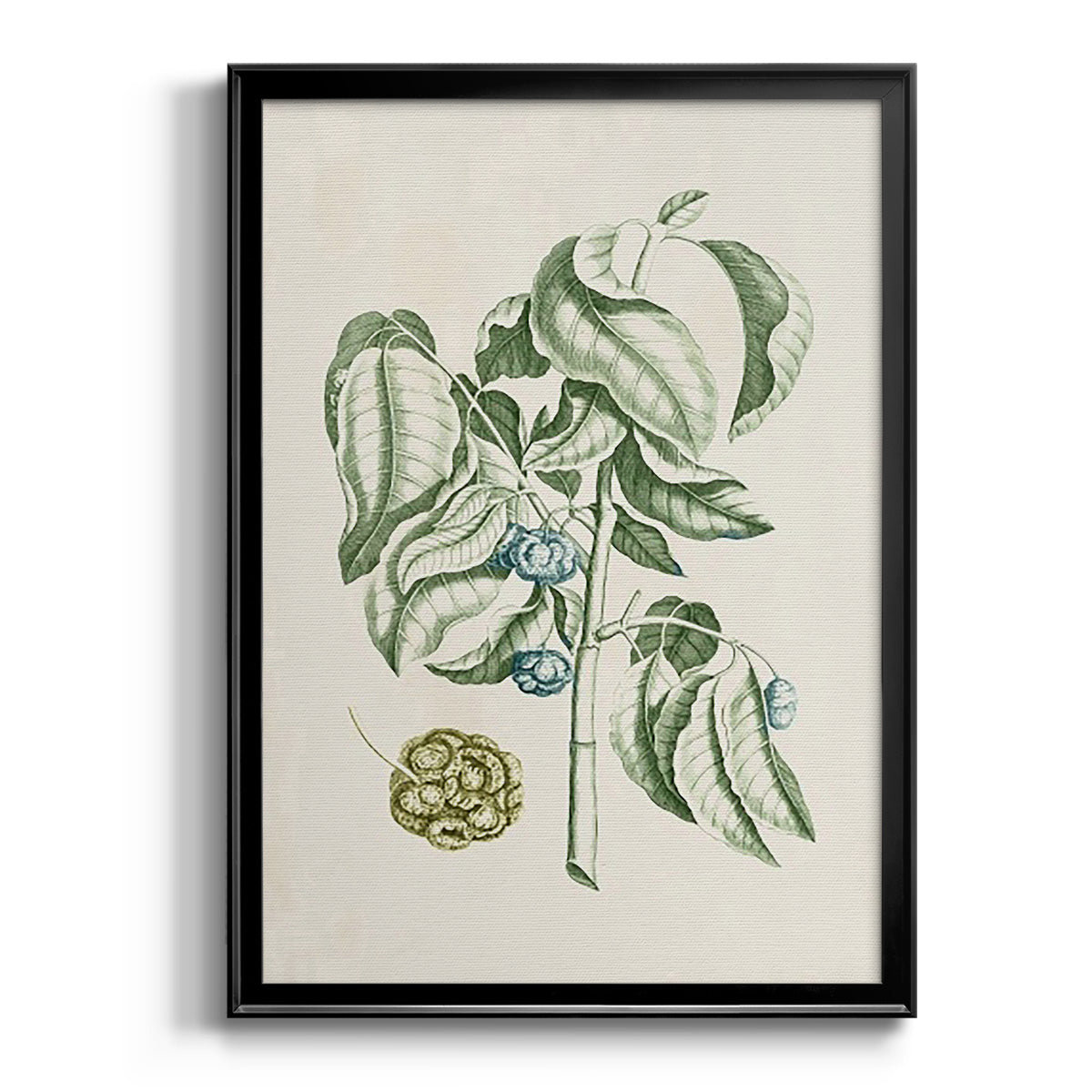 Buchoz Tropicals V - Modern Framed Canvas Print