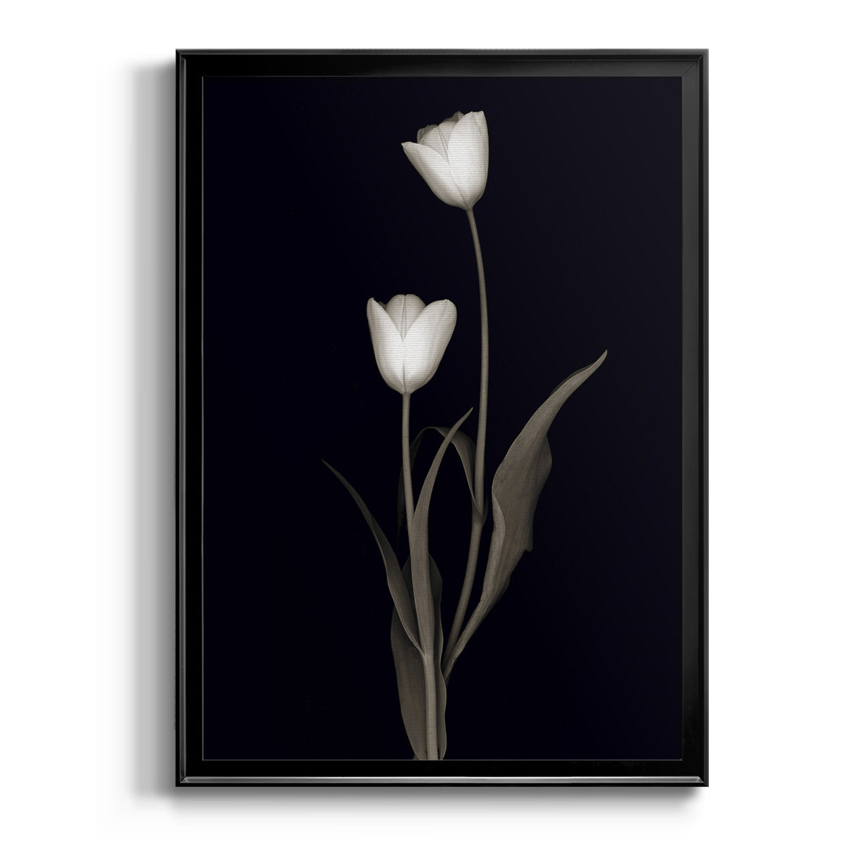 Tulip Pose II - Modern Framed Canvas Print