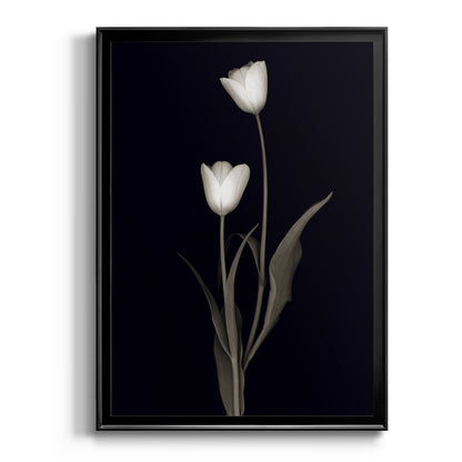 Tulip Pose II - Modern Framed Canvas Print