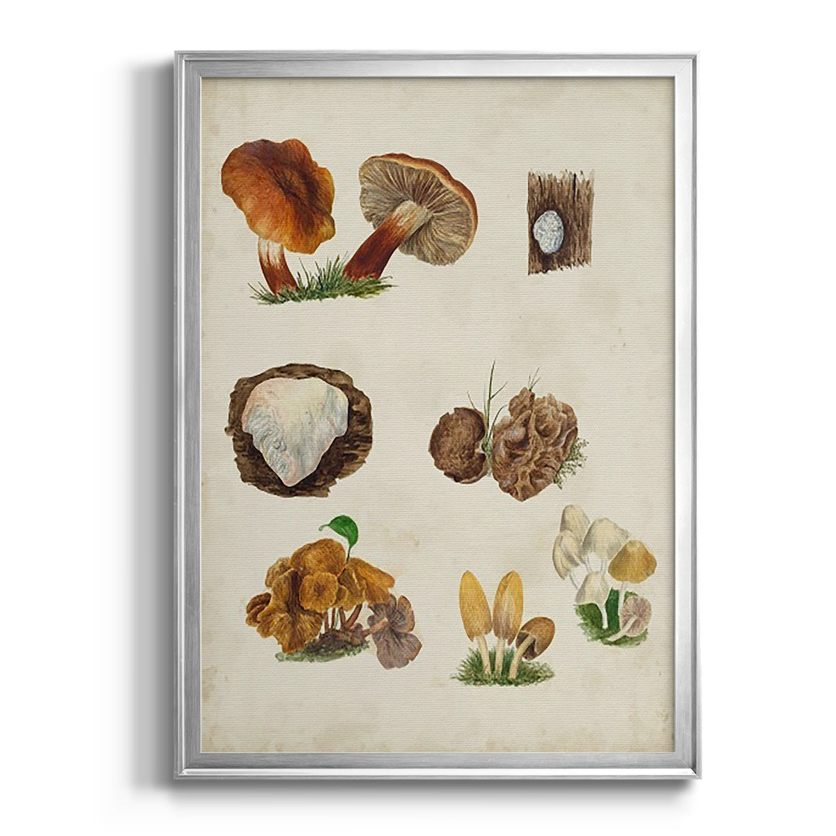 Mushroom Species I - Modern Framed Canvas Print