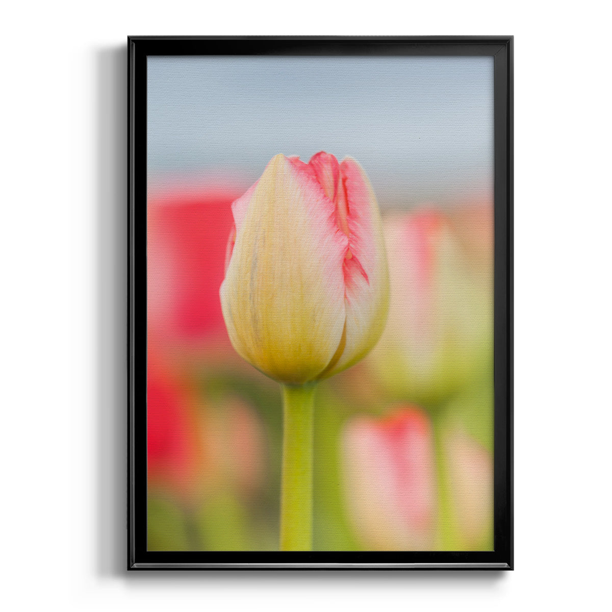 Twotone Tulip - Modern Framed Canvas Print