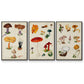 Mushroom Species IV - Framed Premium Gallery Wrapped Canvas L Frame 3 Piece Set - Ready to Hang