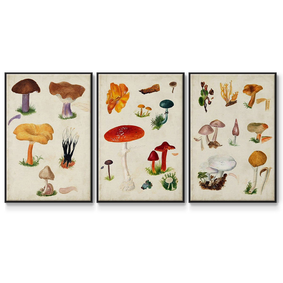 Mushroom Species IV - Framed Premium Gallery Wrapped Canvas L Frame 3 Piece Set - Ready to Hang