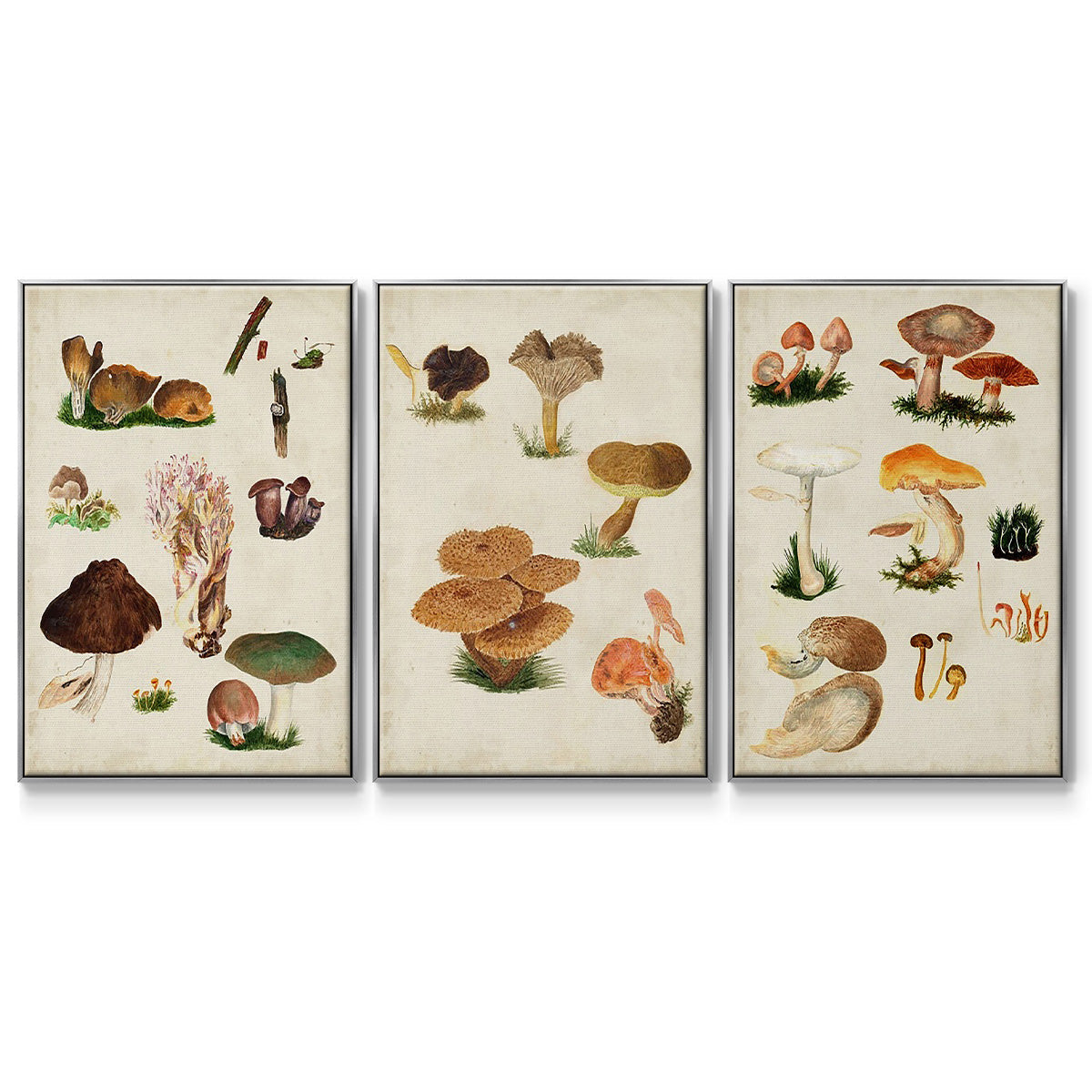 Mushroom Species I - Framed Premium Gallery Wrapped Canvas L Frame 3 Piece Set - Ready to Hang