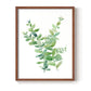 Eucalyptus III - Restickable Framed Art Print