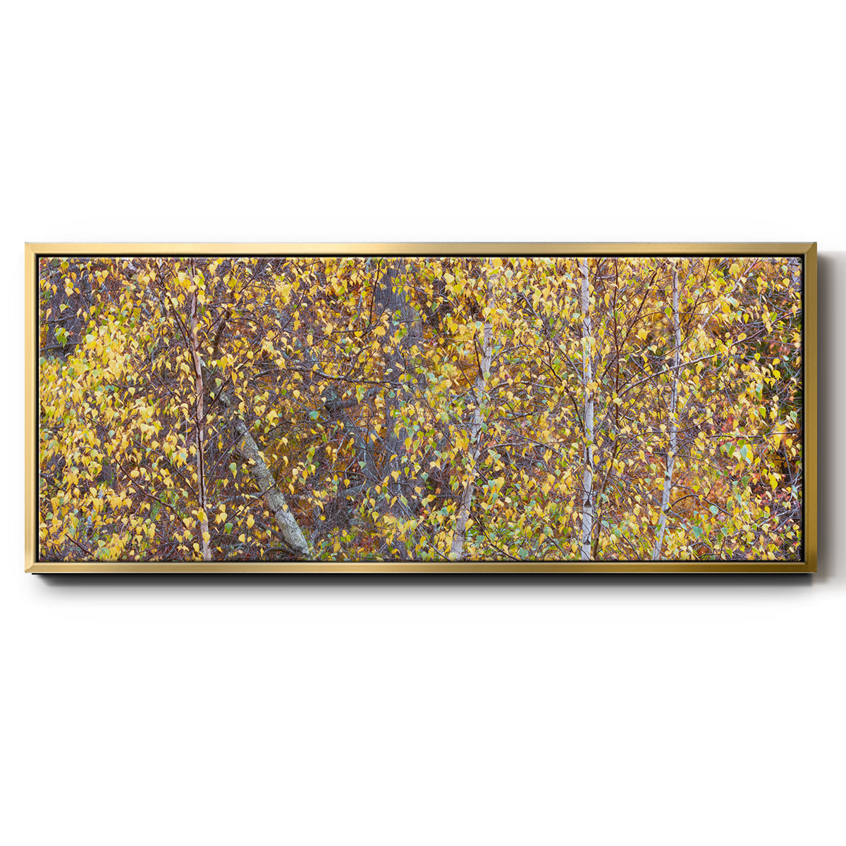 Tree Panorama III - Floater Framed Canvas Print