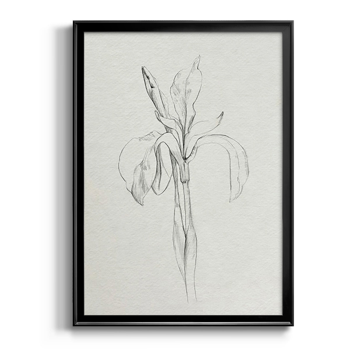 Neutral Iris Sketch II - Modern Framed Canvas Print