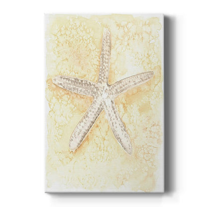 Salty Seashell I - Canvas Art Print
