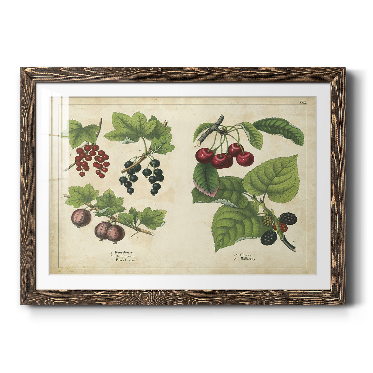 Kitchen Fruits III-Premium Framed Print - Ready to Hang