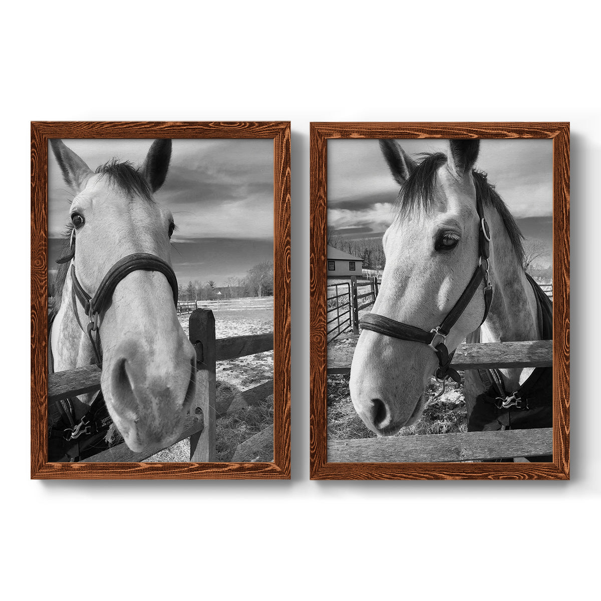 Set of two maple barnwood framed canvas prints featuring two modern equestrian photography featuring black-and-white close-up portraits of horses at fences.