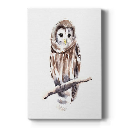 Barred Owl Impressions I - Canvas Art Print