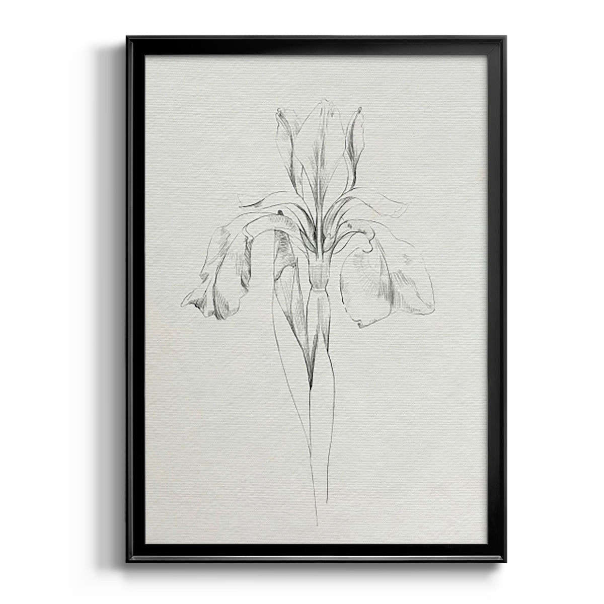 Neutral Iris Sketch I - Modern Framed Canvas Print