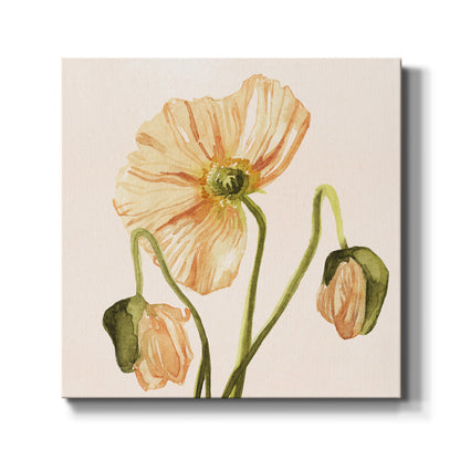 Highpoint Poppies I - Canvas Art Print