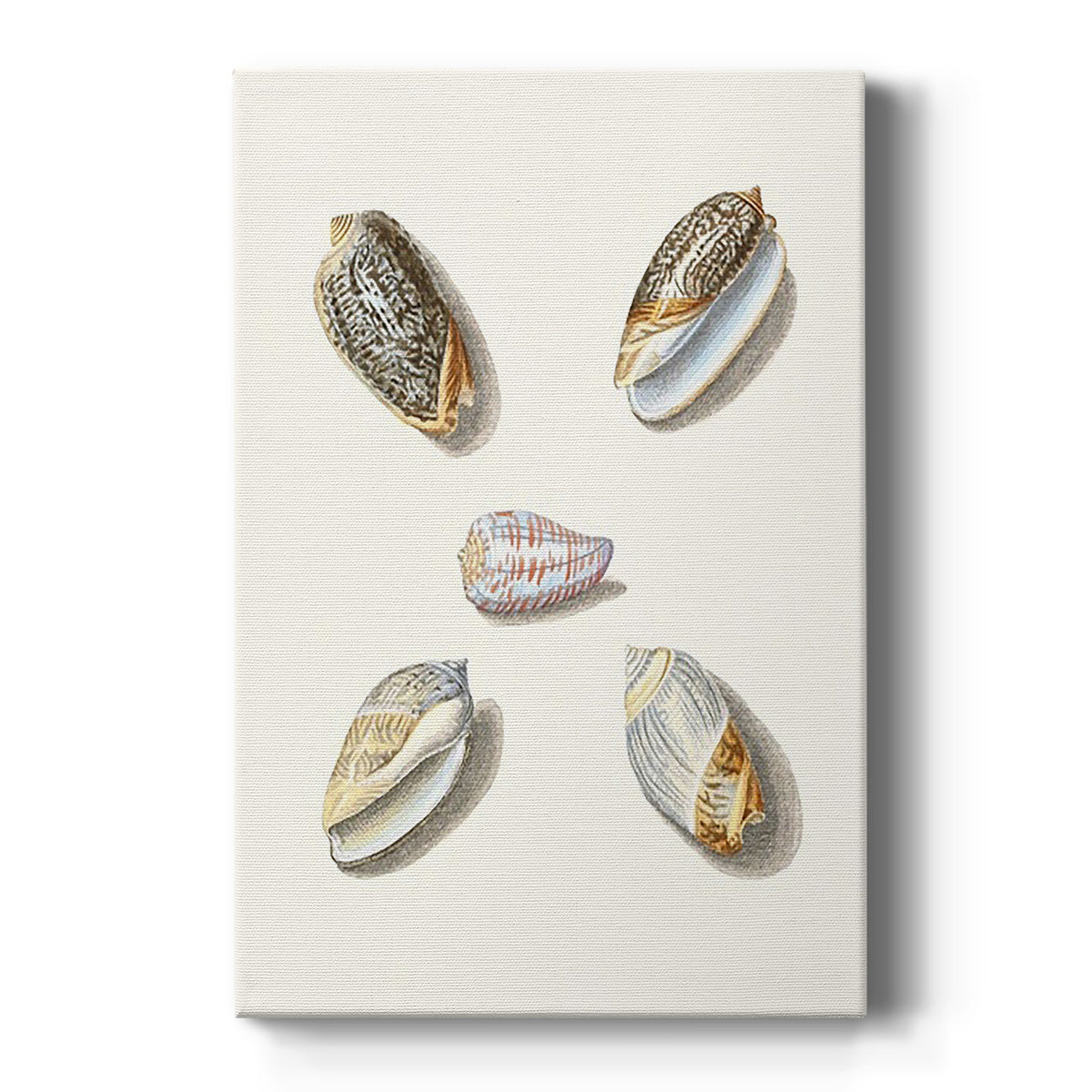 Pastel Knorr Shells III - Canvas Art Print