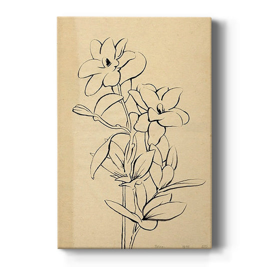 Magnolia Sketch I - Canvas Art Print