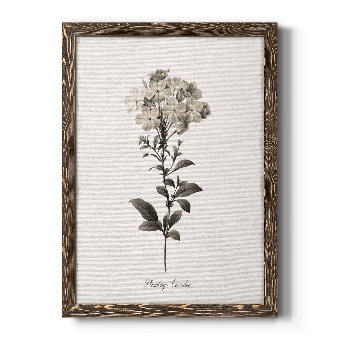 Sketchbook Leadwort - Premium Canvas Framed in Barnwood - Ready to Hang