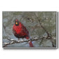 Cardinal in Snow I - Floater Framed Canvas Print